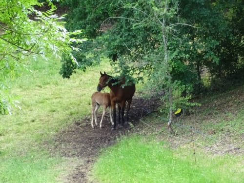 Horse and foal on dirt path surrounded by lush green trees at La Barrat bed and breakfast in Monmarvès, France