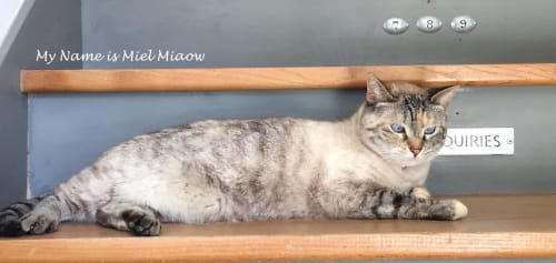 Miel Miaow, the tabby cat at Maison Mûrier B&B in Fayssac, resting on a wooden shelf