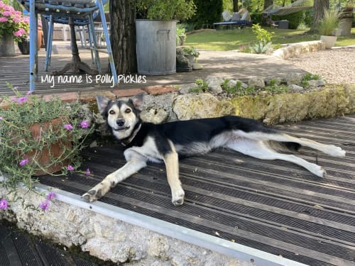 Polly Pickles, a black and white dog, relaxing on a deck at Maison Mûrier B&B in Fayssac