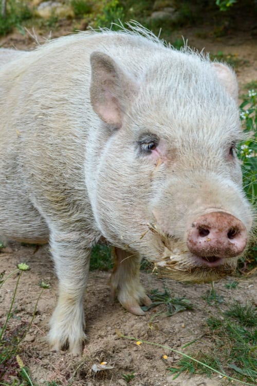 Cochon de couleur crème à la Maison De Fleurat à Domeyrot, France