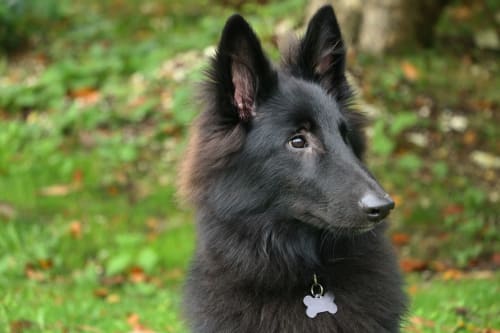 Chien noir avec pendentif en forme d'os au jardin de La Maison De Fleurat, Domeyrot