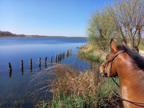 Cheval alezan sellé sur la berge de La Maison De Fleurat, Domeyrot, avec poteaux en bois et saules