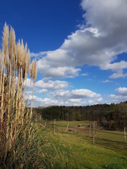 Vue bucolique de la campagne aux Granges Indigo avec herbes dorées, champs clôturés et forêt sous ciel bleu