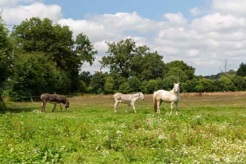 Three horses grazing in a pastoral meadow at Manoir de la Nogrie, Val d'Izé, France