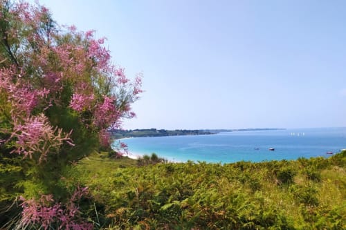 Fleurs d'été - vue sur la baie des grands sables - plage, soleil et baignade - vacances aux maisons de Kerdavid'île à Belle île en mer