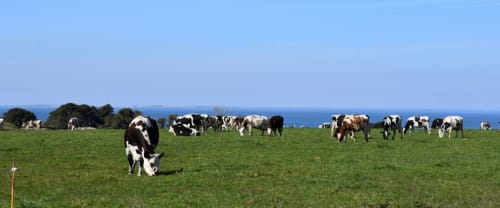 Les vaches de la ferme de Kerdavid de Christian et Martine - à proximité des locations de Kerdavid'ile - vente de produits laitiers sur place