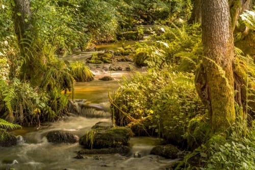 Un ruisseau « le Récourt » de première catégorie traverse la propriété des Gîtes, Chambres, Table d’Hôtes « La landre » pour y pêcher la truite, vous isoler pour une longue méditation. 