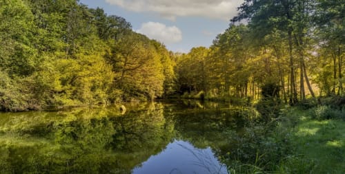Venez pêcher à l’étang « la Chapelle aux Bois », carpe, gardon en No Kill en pleine nature, calme et sérénité garantie à 20 minutes d’Epinal.