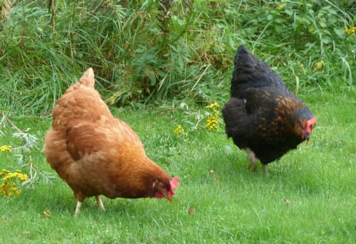 Chickens La Fougeraie