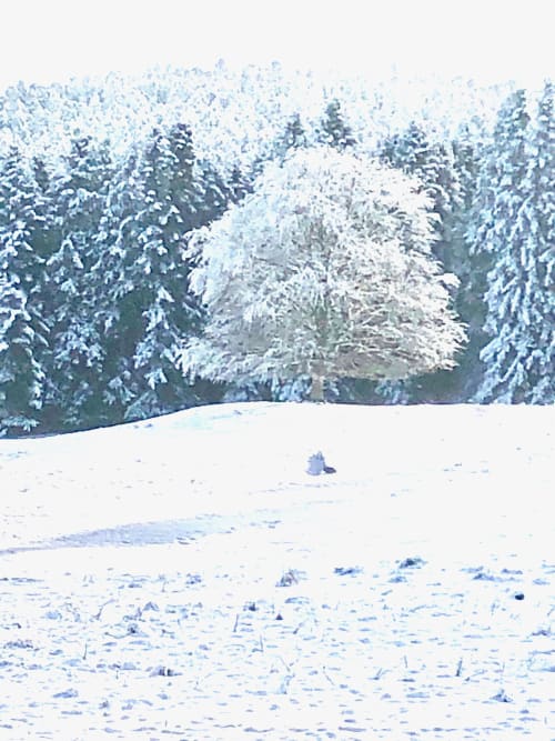Folgoux in winter