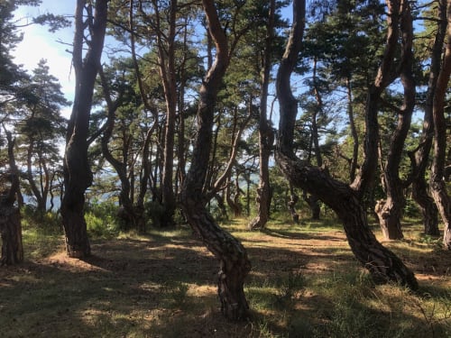 Mont Denise