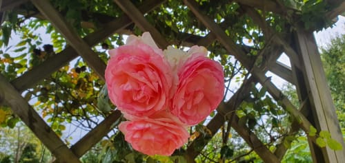 Un coeur de roses. Domaine de Millox. Chambres d'hôtes. Pays Basque. Landes.