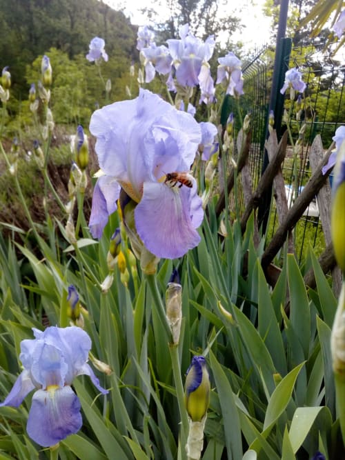Fleurs, auberge de Barnas, abeille, hôtel, Auvergne Rhône Alpes. 