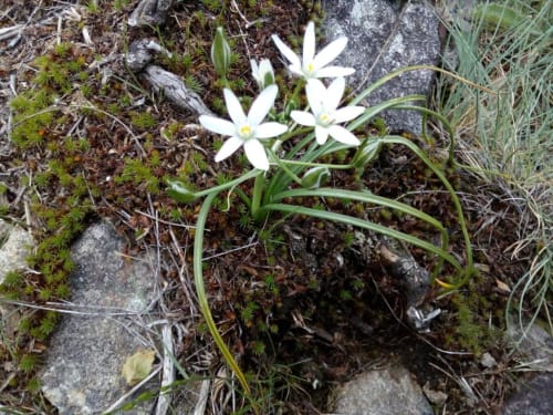 Fleurs en Ardèche, auberge de Barnas, Auvergne Rhône Alpes. 