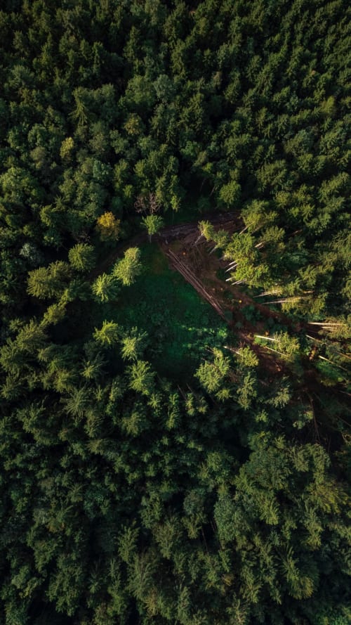 Vue aérienne de forêt dense avec troncs abattus près du gîte La Dragonne à Bellême, France