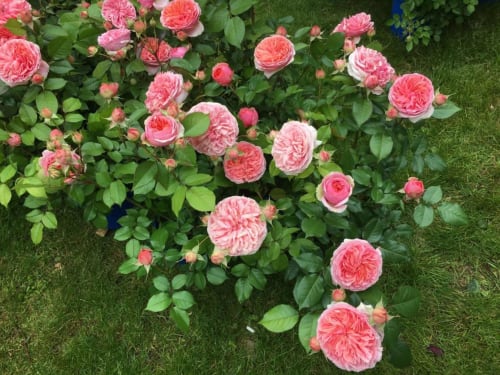 Jardin luxuriant de roses roses aux Portes De Bourgogne, gîte à Serbonnes, France
