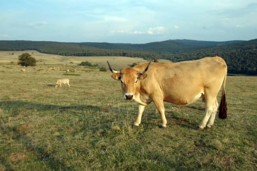 Moment of complicity with the cows in Aubrac

