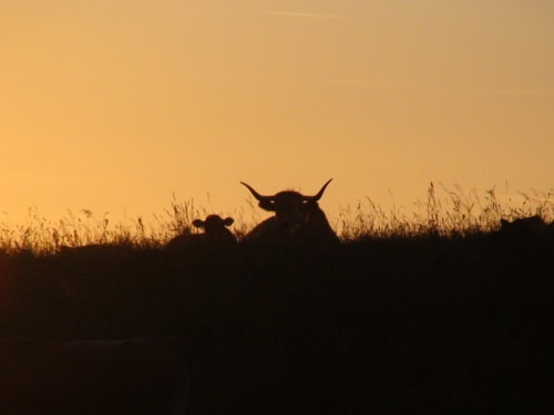 Observe the wild nature and the animals in the Aubrac, the cows
