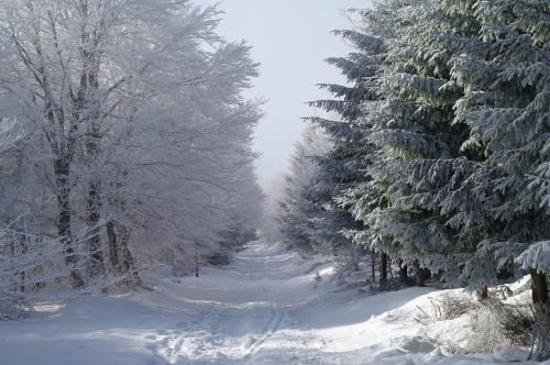 Escape in the forests of Aveyron
