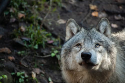 Parc animalier de Montaigu la Brisette | Les Transats