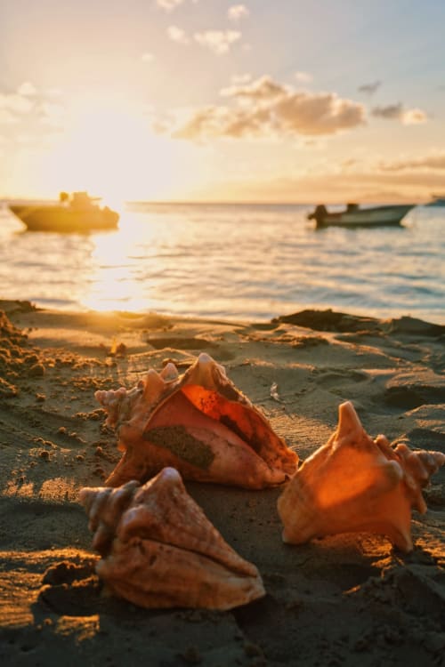 Coquillages sur la plage au coucher du soleil avec bateaux amarrés, Saint-François Guadeloupe