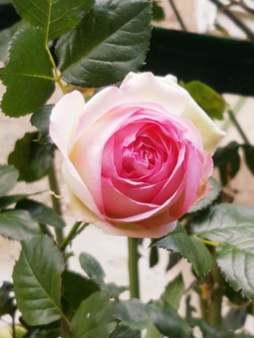 Jardin de roses - Maison d'hôtes Lucriolla  - Val de Loire