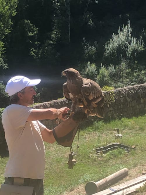 Rochebaron Castle bird show