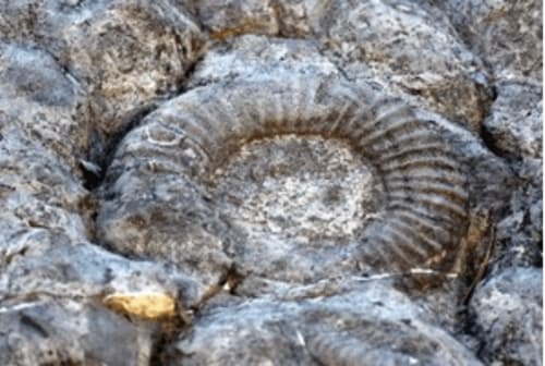 Dalle à Amonites | Mas des Pins