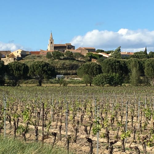 Ouveillan. Vignobles.