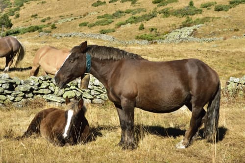 Ferme équestre de Beynes | Le Mas des Pins