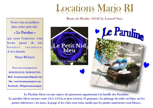 Paruline bleue dans son nid aux gîtes Marjo RI, appartements de montagne Le Lauzet-Ubaye