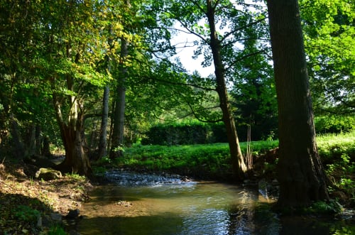 Serene woodland stream flowing through lush forest at Le Moulin Des Ramiers, Crupet Belgium