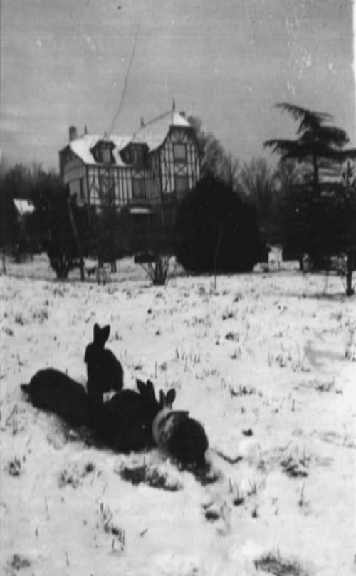Sous la neige, dans les années 30 avec quelques lapins au premier plan et la maison en arrière plan Domaine des Thomins Maison d'hôte Cisai Saint-Aubin Hôtel Gacé