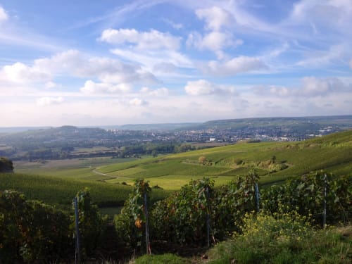 vignes - vignoble champenois - coteaux - marne - La Champagne