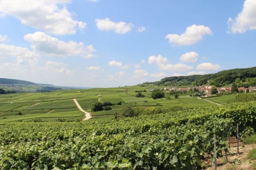 vines - Champagne vineyards - hillsides -  La Champagne