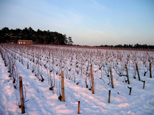 winter - snow- vines under the snow- snowy Champagne vineyard 