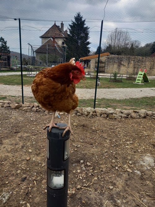 orchidée sauvage réserve naturelle faune flore nature cerf brame chevreuil renard sanglier étangs ruisseau prairie forêt animaux ferme cochon lapin poules canards chèvre brebis âne ânesse pintade oie jard permaculture bière artisanale gastronomie repas table d'hôte saucisse de Morteau légumes dormir hébergement appartement chambre repos piscine spa jacuzzi histoire