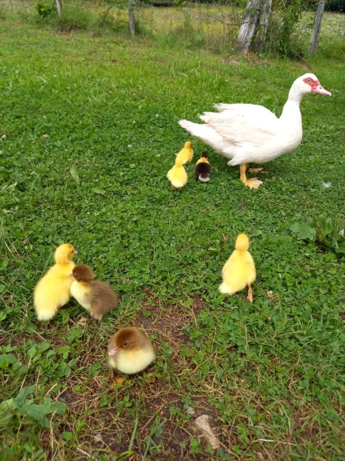 orchidée sauvage réserve naturelle faune flore nature cerf brame chevreuil renard sanglier étangs ruisseau prairie forêt animaux ferme cochon lapin poules canards chèvre brebis âne ânesse pintade oie jard permaculture bière artisanale gastronomie repas table d'hôte saucisse de Morteau légumes dormir hébergement appartement chambre repos piscine spa jacuzzi histoire