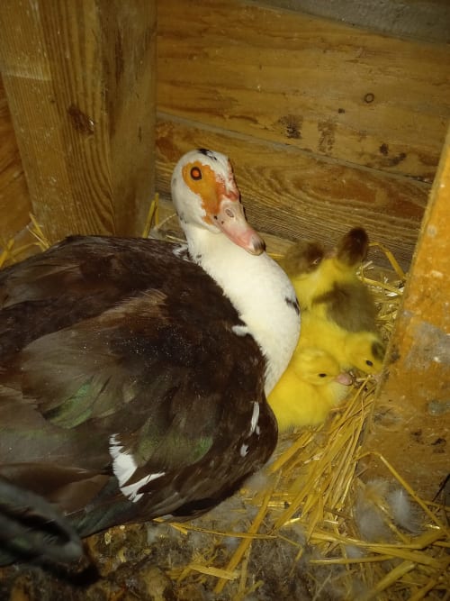 orchidée sauvage réserve naturelle faune flore nature cerf brame chevreuil renard sanglier étangs ruisseau prairie forêt animaux ferme cochon lapin poules canards chèvre brebis âne ânesse pintade oie jard permaculture bière artisanale gastronomie repas table d'hôte saucisse de Morteau légumes dormir hébergement appartement chambre repos piscine spa jacuzzi histoire