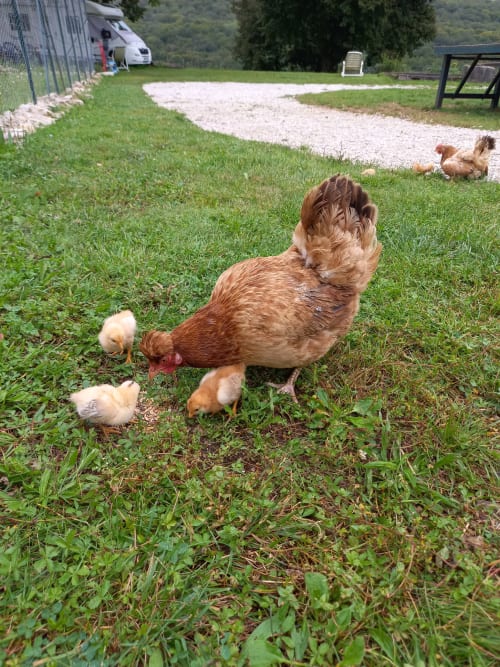 orchidée sauvage réserve naturelle faune flore nature cerf brame chevreuil renard sanglier étangs ruisseau prairie forêt animaux ferme cochon lapin poules canards chèvre brebis âne ânesse pintade oie jard permaculture bière artisanale gastronomie repas table d'hôte saucisse de Morteau légumes dormir hébergement appartement chambre repos piscine spa jacuzzi histoire