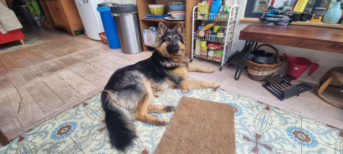 Berger allemand sur un tapis à motifs dans la cuisine du gîte La Dragonne B&B, Bellême