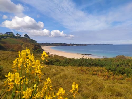 Des genêts et la plage des grands sables en second plan. Kayak, paddle, longe côte, voile choisissez votre activité nautique. A 1 minute en voiture de votre location à Belle île en mer. Les maisons de Kerdavid'île