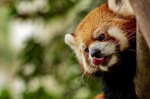 Zoo Beauval, activités proches des Arches de Muschamp.