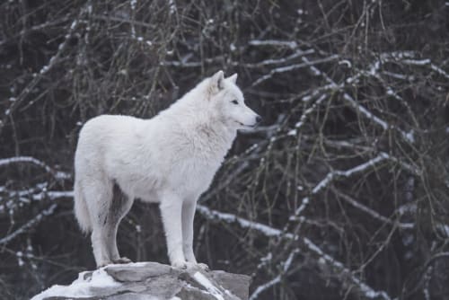 Loup blanc debout sur un rocher enneigé avec une forêt givrée en arrière-plan près de La Maison De Fleurat, Domeyrot
