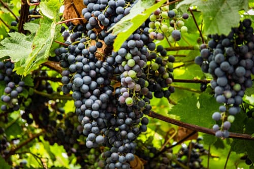 Grappe de raisin noire, vigne vallée de la loire, Les arches de muschamp.