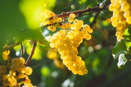 Grappe de raisin, vigne vallée de la loire, Les arches de muschamp.