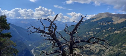 Arbre mort surplombant la vallée alpine près de Le Lauzet-Ubaye, localisation hôtel MarjoRI, montagnes françaises