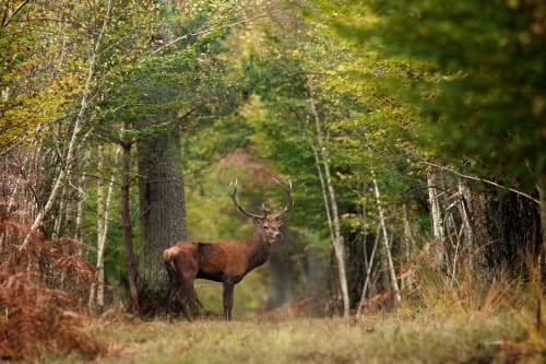 Discover the forests of Sologne - Hotel l'Orée des Châteaux