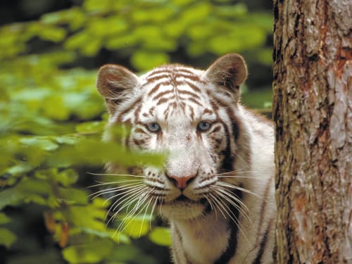 Visit the Beauval Zoo, in the Loire Valley
