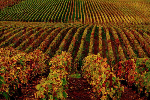Photos des vignes, Domaine des Grattières, Chambre d'hôtes. 